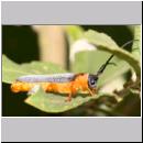 Oberea oculata - Rothalsiger Weidenbock 05 15mm.jpg